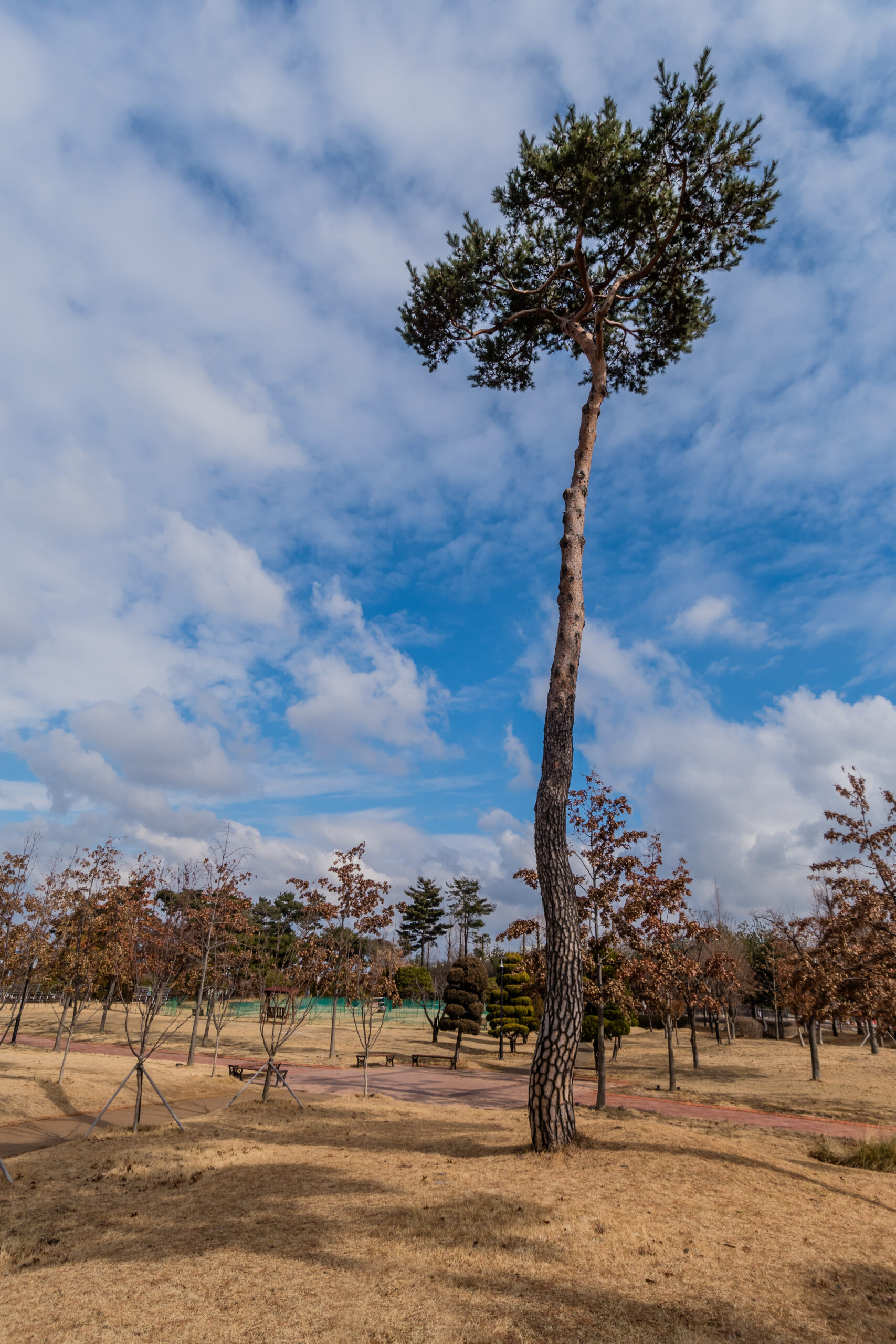 Tall evergreen under beautiful cloudy blue sky.
